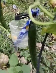 莱阳吃瓜网红事件视频,一场网络狂欢背后的真相揭秘