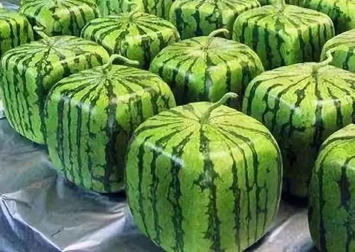 629吃瓜网入口,热门八卦一网打尽，带你畅游娱乐世界