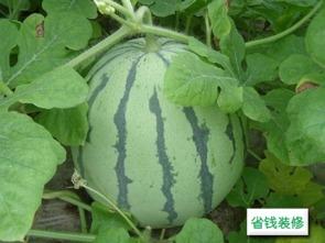 吃网瓜的好坏区别,一网打尽品质与口感差异