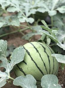 网红瓜可以在哪吃