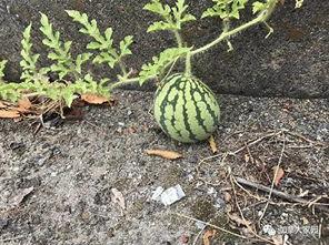 黑历史网红吃瓜事件,一场吃瓜群众的狂欢盛宴