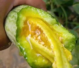 网红有什么瓜吃,揭秘那些你不知道的幕后故事与八卦传闻