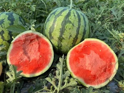 云南网红吃瓜视频下载