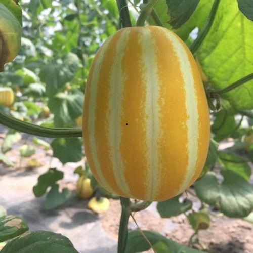 网红瓜去哪里吃,探寻瓜界美食天堂