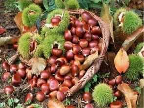 板栗栗吃瓜网,揭秘美食背后的趣味故事