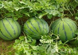 吃瓜官网免费吃瓜,吃瓜官网带你开启瓜界盛宴