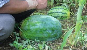 菏泽曹县网红吃瓜事件,一场网络舆论的发酵与反思