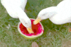 吃瓜啦51吃瓜官网,带你畅游娱乐圈热点风云