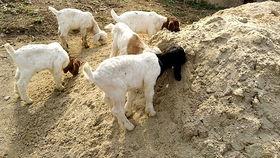 小羊吃瓜网,揭秘娱乐圈幕后故事，带你走进明星真实生活