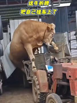 小羊吃瓜网,揭秘娱乐圈幕后故事，带你走进明星真实生活