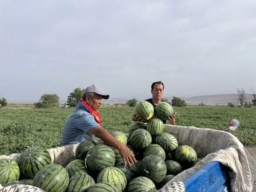 罗布泊吃瓜网,探寻神秘荒漠中的瓜果传奇