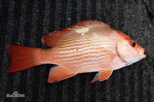 网红鱼小妹吃瓜视频,揭秘网红圈幕后故事