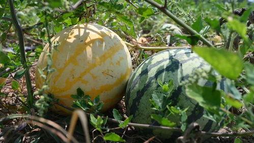 漳州网红思诺吃瓜