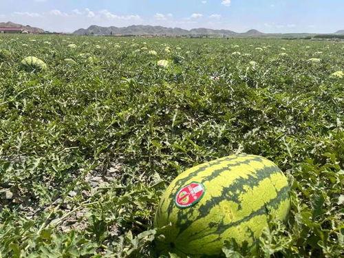 吃瓜网找不到了,网络热议背后的真相揭秘