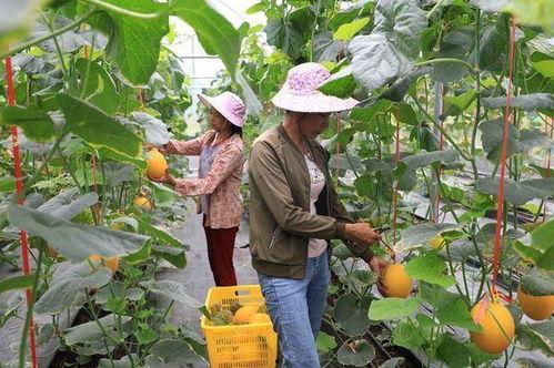 金乡吃瓜网红是谁啊,揭秘金乡县那位爆红网络的“吃瓜达人”