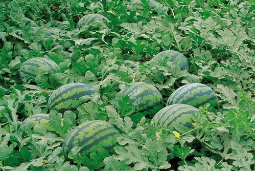 网红学霸吃瓜图片大全,趣味与智慧的完美碰撞