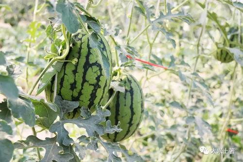 吃瓜泰安网红,揭秘网红背后的故事