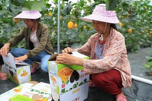 吃网红瓜都在哪吃,揭秘热门美食打卡地