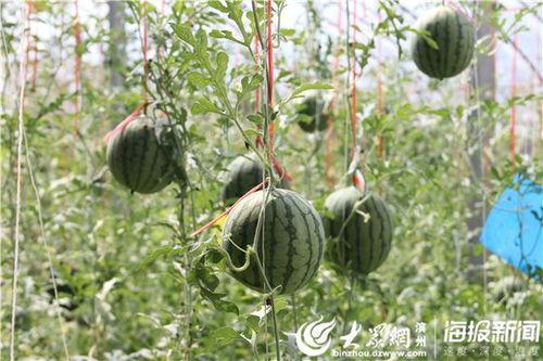 吃瓜网-免费吃瓜51,揭秘吃瓜网热门话题背后的真相