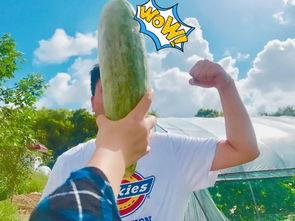 吃瓜网红爆料,娱乐圈惊天大瓜，揭秘明星背后惊人真相！