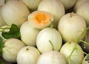 网红吃白兰瓜视频大全,白兰瓜视频大盘点