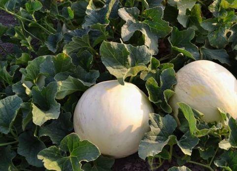 网红吃白兰瓜视频大全,白兰瓜视频大盘点