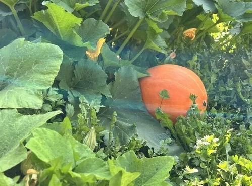 四川吃瓜网红事件,网络舆论的风暴与反思