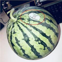 网红吃瓜很漂亮,揭秘娱乐圈幕后故事，美丽背后不为人知的真相