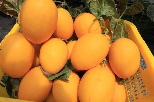 网红吃瓜很漂亮,揭秘娱乐圈幕后故事，美丽背后不为人知的真相