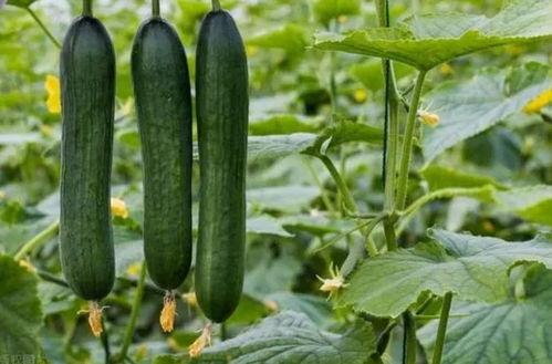 黑吃料吃瓜官网是啥,揭秘网络黑幕背后的真相