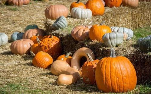 同心吃瓜官网,揭秘美食与文化的交汇盛宴