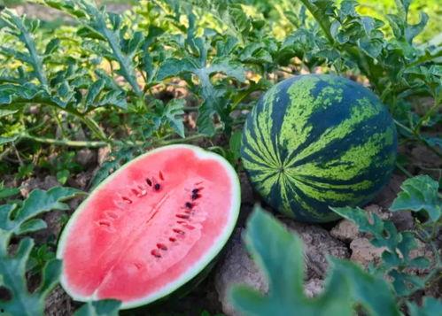 同心吃瓜官网,揭秘美食与文化的交汇盛宴