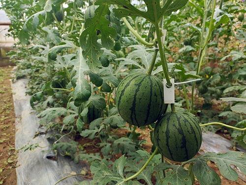 五一官网吃瓜,揭秘热门事件背后的真相