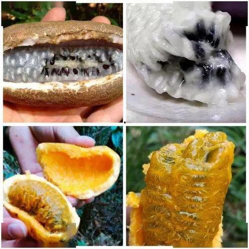 网红吃的八月瓜是什么