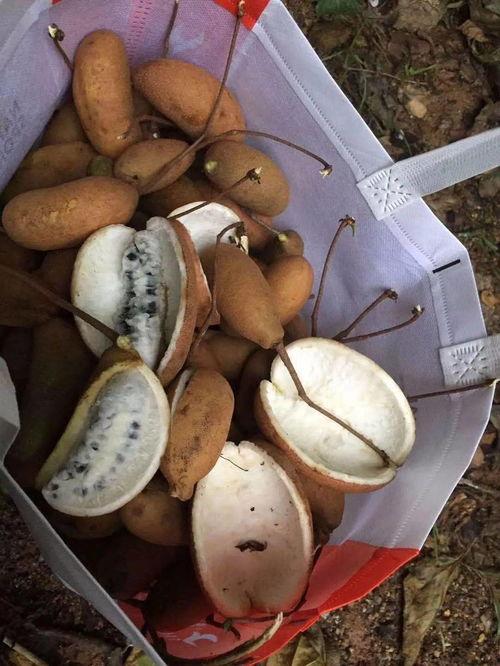 网红吃的八月瓜是什么