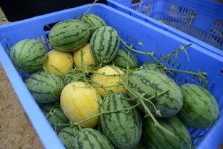 网红吃瓜事件群,揭秘网络舆论背后的真相与争议