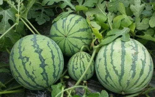 北京朝阳黑料吃瓜网,吃瓜网带你探秘网络八卦风云