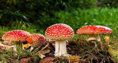 17cg吃瓜官网蘑菇,揭秘网络红人的幕后故事