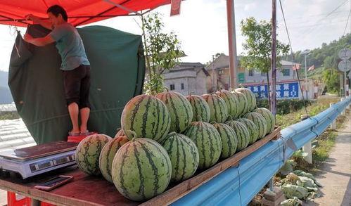 临沂吃瓜网红事件,揭秘网络舆论的风暴与真相