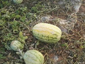 吃瓜论坛网,网络舆论场上的“瓜田”盛景