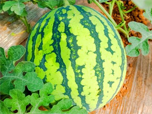 吃瓜网166.cu,带你走进神秘的网络世界