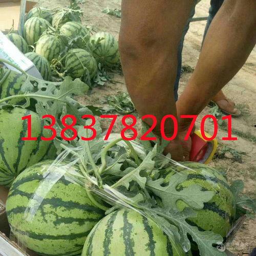 吃瓜网166.cu,带你走进神秘的网络世界