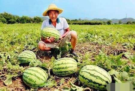 吃瓜网戴路,揭秘吃瓜网幕后故事，带你走进娱乐圈的真相世界