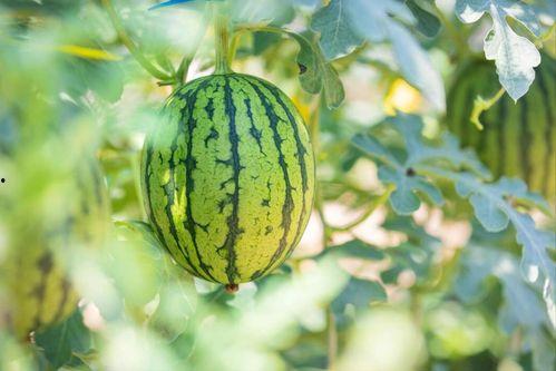 629cgw吃瓜网,热门话题背后的真相与内幕