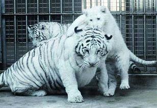 推特网红白虎吃瓜爆料,揭秘网红圈幕后真相，带你走进娱乐圈的神秘世界”