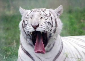 推特网红白虎吃瓜爆料,揭秘网红圈幕后真相，带你走进娱乐圈的神秘世界”