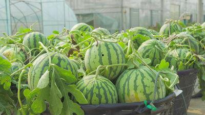 奥克兰网红吃瓜视频,揭秘当地美食与趣事