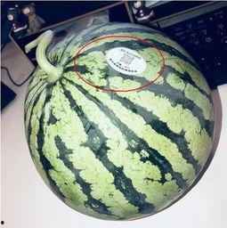 18年的网红吃瓜,盘点那些年我们一起“瓜”过的瞬间