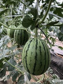 18年的网红吃瓜,盘点那些年我们一起“瓜”过的瞬间