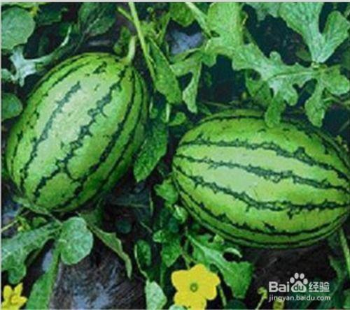 免费吃瓜网官网,揭秘娱乐圈幕后故事，带你畅游娱乐资讯海洋